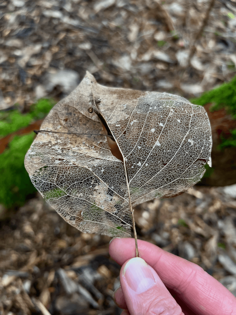 Two fingers hold an old leaf, presumably from the ground of a park while Forest Bathing. The trunk of a large shrub is out of focus in the distance with patches of bright green moss.