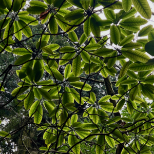 Brilliant green leaves of Washington Park Arboretum in Seattle punctuate how great Forest Bathing is any time of year. Although the sky above is gray daylight shines through the elongated oval leaves, highlighting the delicate veins of the electric green canopy above the garden.