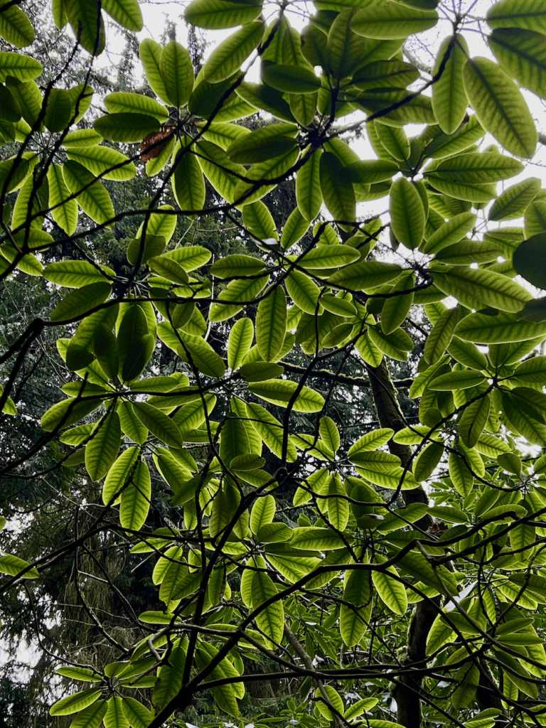 Brilliant green leaves of Washington Park Arboretum in Seattle punctuate how great Forest Bathing is any time of year. Although the sky above is gray daylight shines through the elongated oval leaves, highlighting the delicate veins of the electric green canopy above the garden.