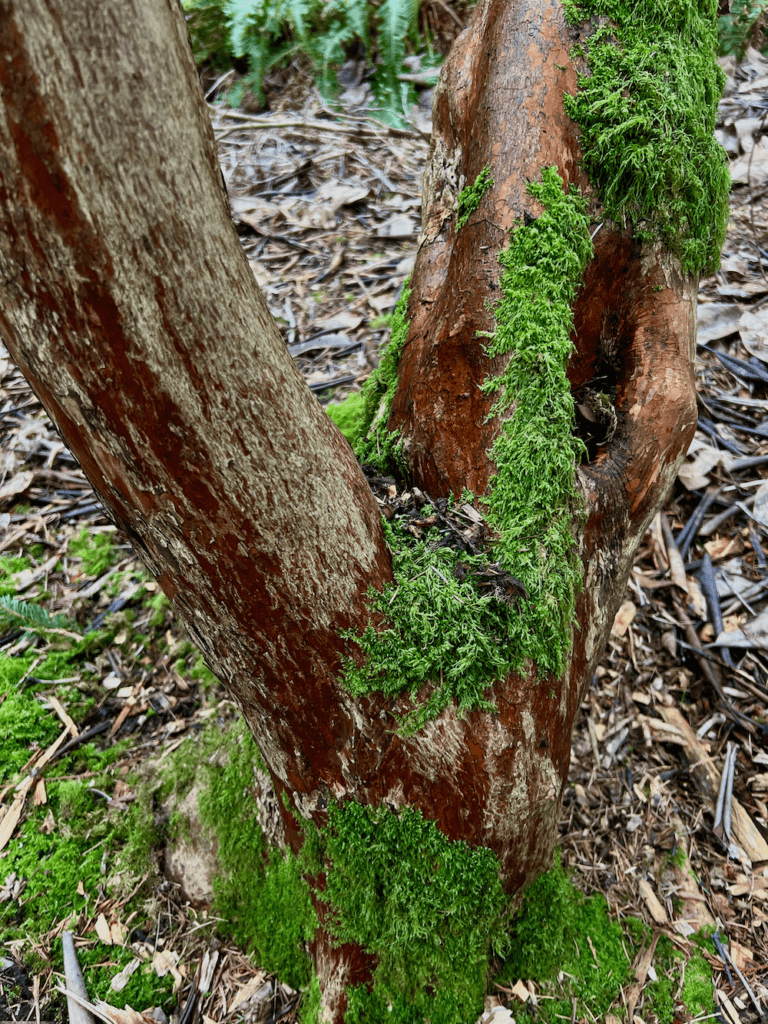 Bright patches of green moss cover the base of a tree in a park in Seattle. Wood chips and other mulch surround the thick trunk.