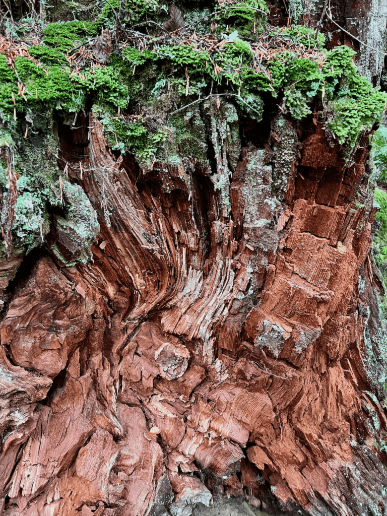 The textures of bark on a forest bathing excursion show interesting wavy flows and colors. The surface is also covered in green and seafood colored moss.