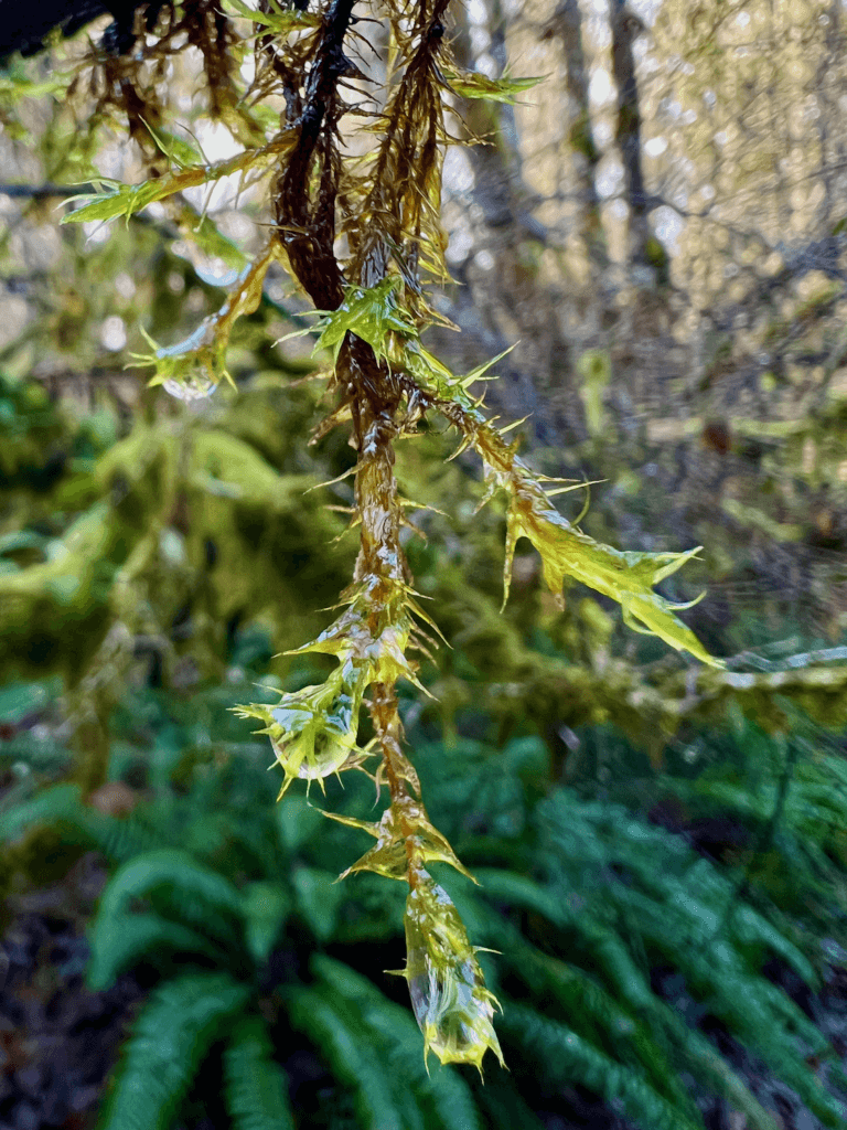 Drops form that appear heavy on this ornate piece of moss. The textures of sword ferns and deciduous trees are out of focus in the background.