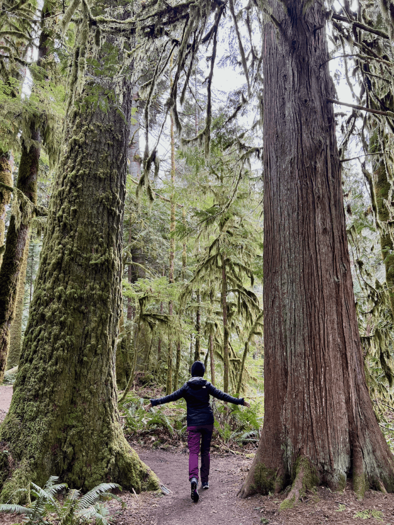 A woman beginning a forest bathing experience in an ancient woods on the Olympic Peninsula reaches her arms out to touch a giant tree on either side of her. One is a Douglas Fir while the other is a Hemlock. She's wearing purple rain pants and a navy blue jacket with a black beanie on her head.