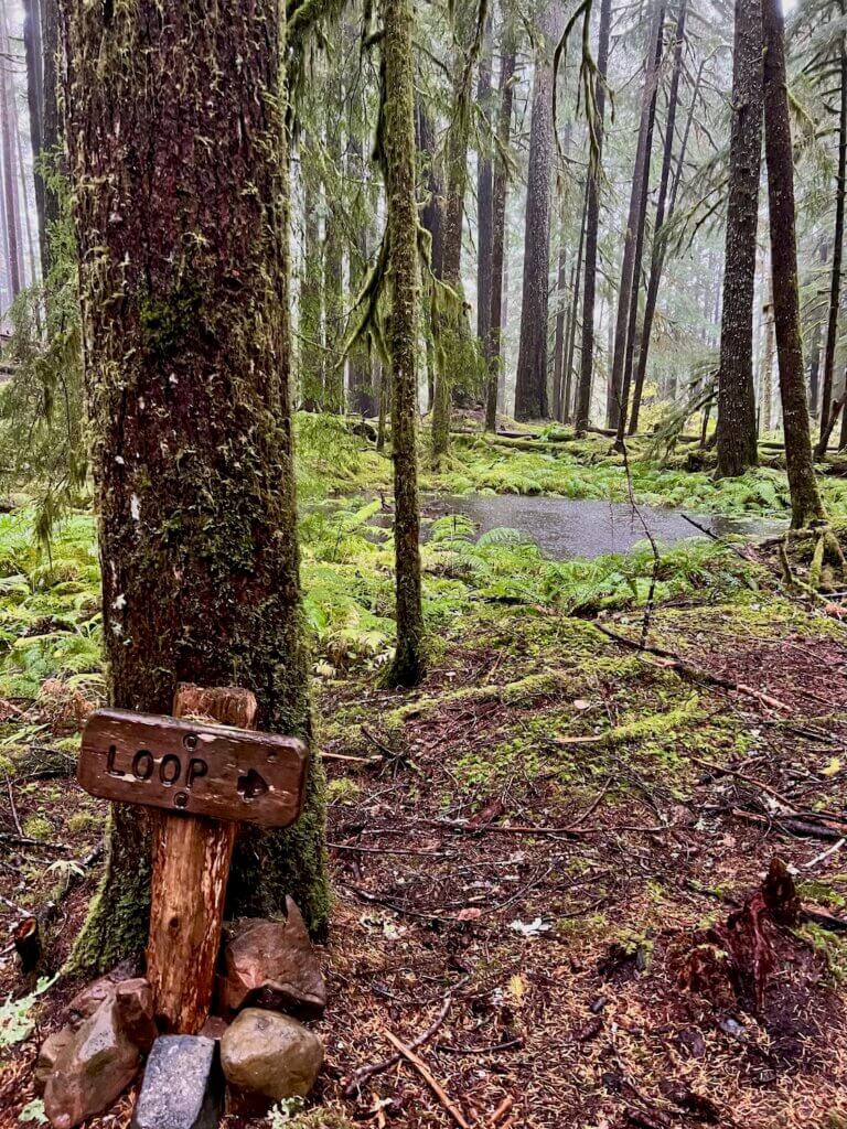 A loop in a rainforest trail makes for an excellent place to begin a forest bathing meditation experience. The forest is misty and wet and a pond in the background is completely full of water with ripples from the raindrops. Fir trees of various shapes and size fill in the forest.