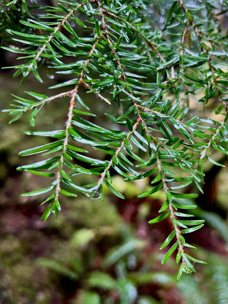 An up close shot of hemlock needles glossed over by a fresh rain. There are a few drops forming at the end of several branches. The background of the forest is out of focus.