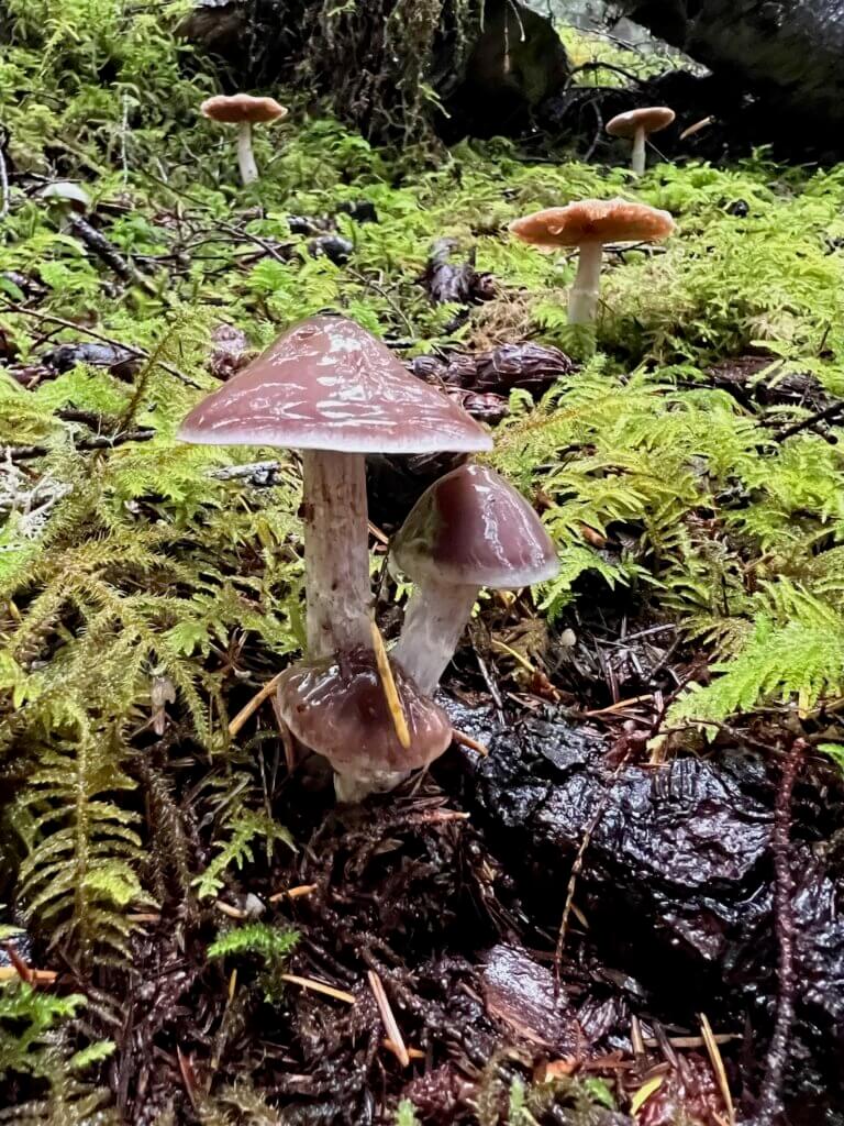 Some happy looking mushrooms are popping into a forest bathing experience on a large tree root covered in lime green moss. Several other mushrooms on the forest floor are out of focus in the background.