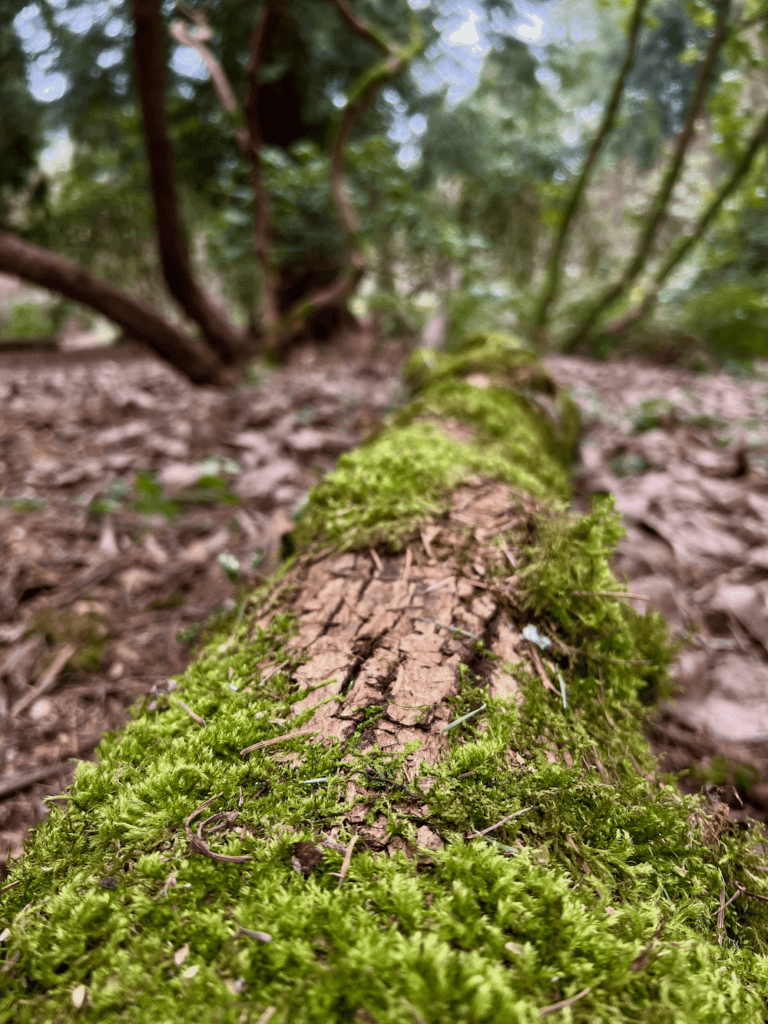 A fallen log shows bright green moss up close while the remainder of the photo is out of focus. The background can barely be made out as other trees in a forest.