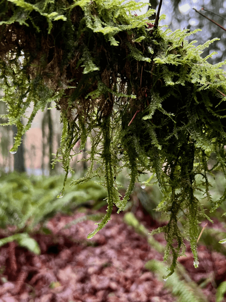 A tree branch hosts a large intricate clump of moss, holding onto water droplets that look ready to release to the forest floor.