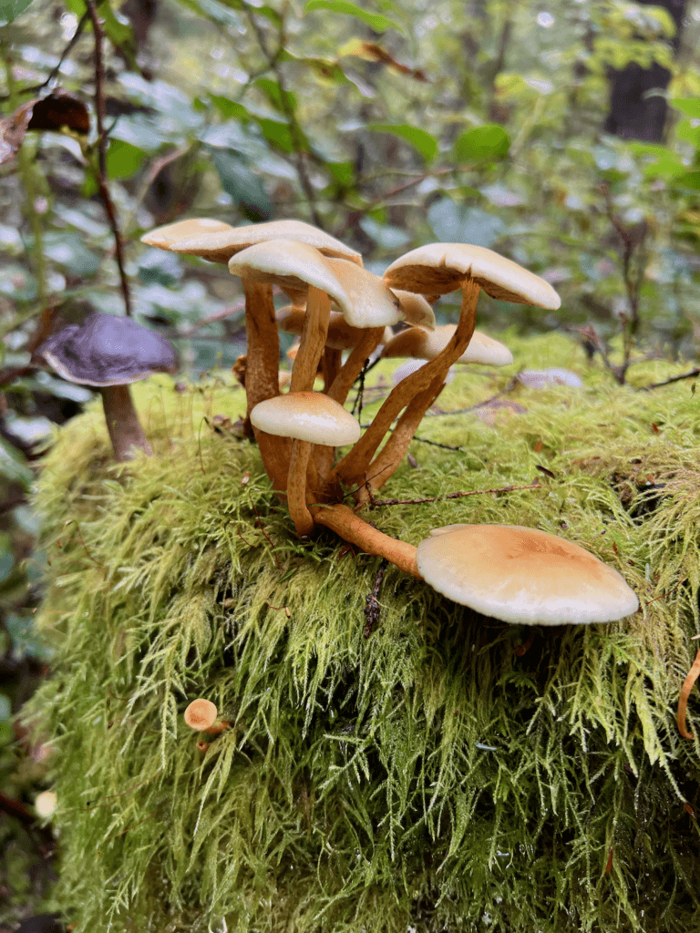 Some happy looking mushrooms are winding their way into a forest bathing experience on a stump covered in lime green moss. The shrubs of the forest are out of focus in the background.