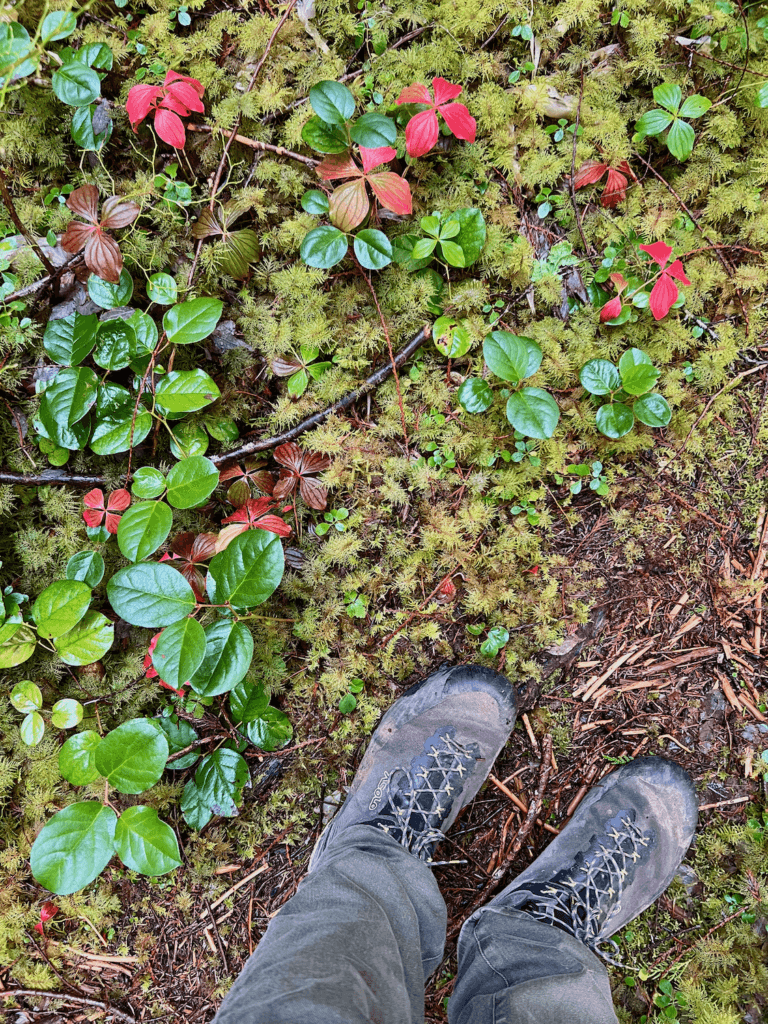 This view is looking down at a pair of hiking boots on the forest floor with an assortment of colorful plants and rich moss.