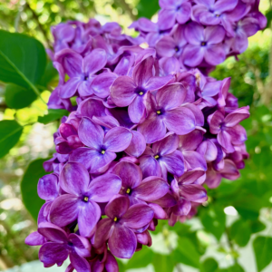 A brilliant cluster of lilac blooms shows that the Natural World is very much alive and inspiring creativity. There is a painted white fence and out of focus greenery in the background.