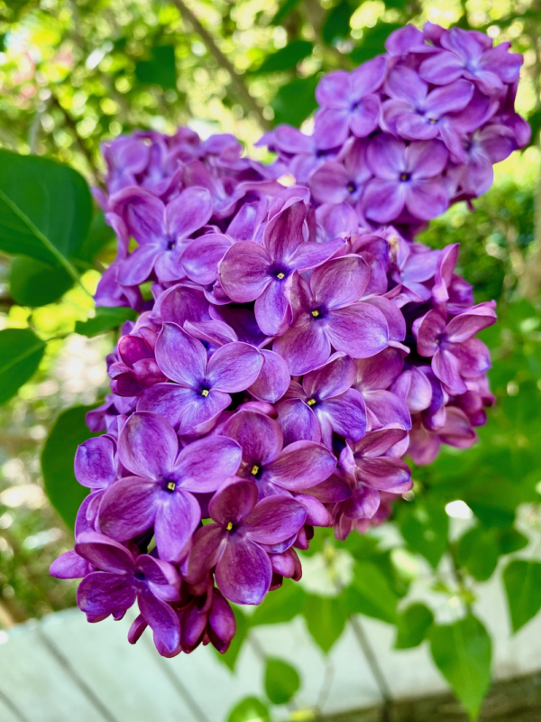 A brilliant cluster of lilac blooms shows that the Natural World is very much alive and inspiring creativity. There is a painted white fence and out of focus greenery in the background.
