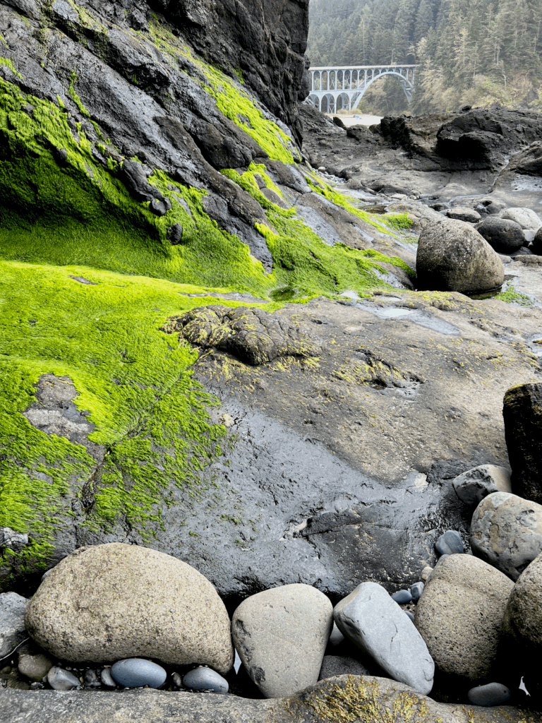 View of rocks around Heceta Head Lighthouse. The rocks are different sizes and mostly round while lime green seaweed clings to the side of a cliff. An iconic Highway 101 bridge is in the distance.