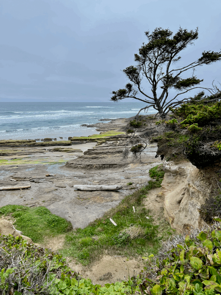 The 804 Trail in Yachats Oregon is iconic for the rugged beauty as seen here. A scraggly tree clings to the side of a cliff while green grass and salal line the path down to the beach, which is made up of rocks and sand.