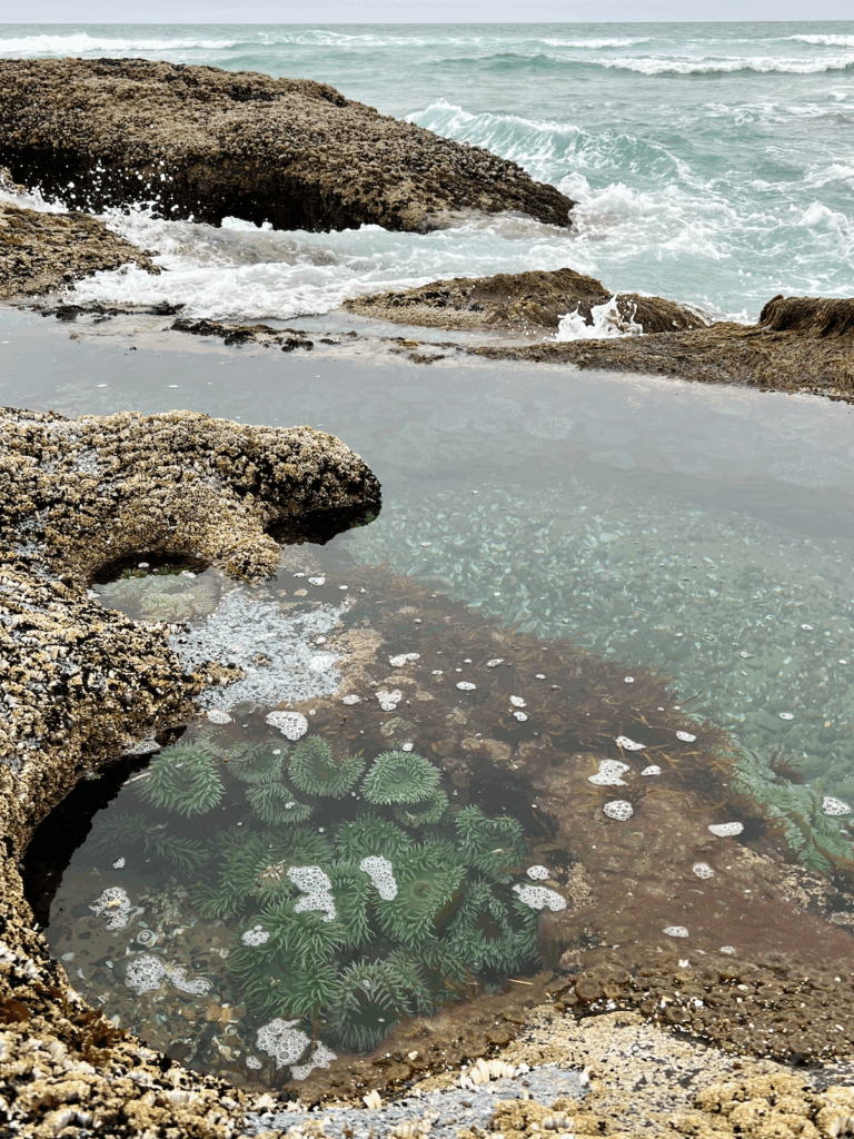 Exploring tide pools is a favorite thing to do in Yachats Oregon, as seen in this image with a gathering of sea anemones under the glaze of salt water left behind with the receding tide. In the background barnacle lined rocks get pounded by a foamy surf.
