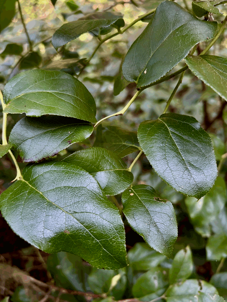 Rich green texture of Salal leaves on a hiking trail on the Oregon Coast.