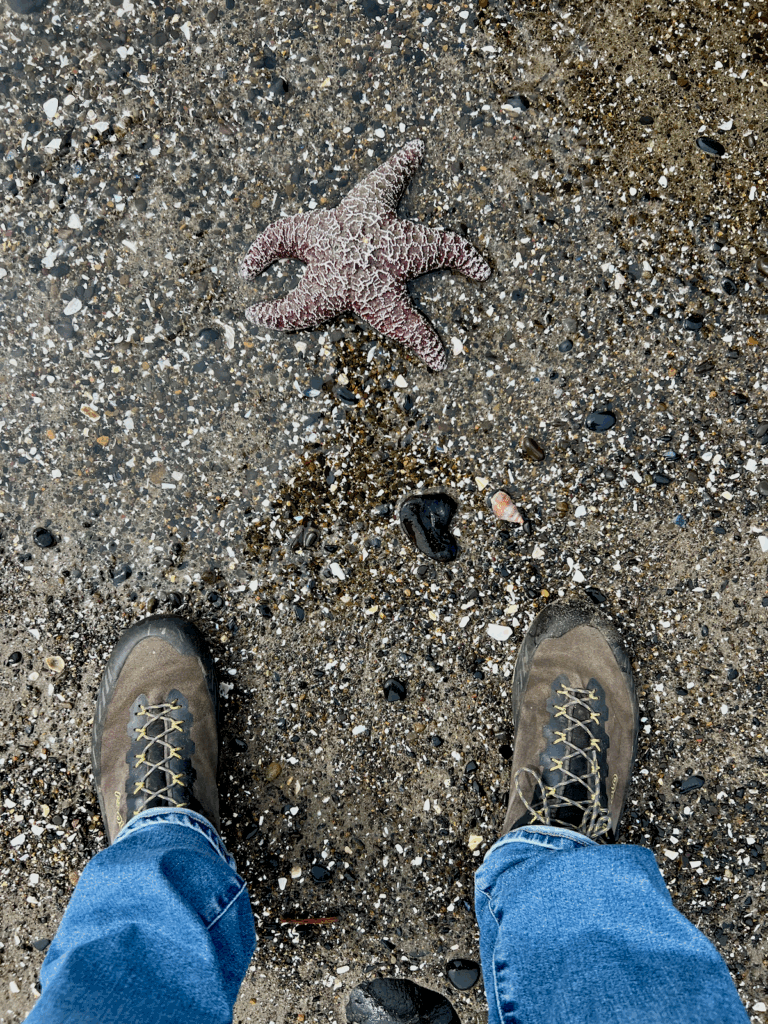 A hiker stands above a sea star on a beach on the Oregon Coast. They're wearing blue jeans and hiking boots.