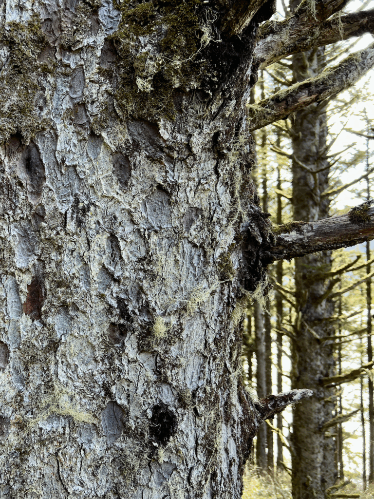 The interesting textures of a Sitka Spruce tree on a hiking path on the Oregon Coast.
