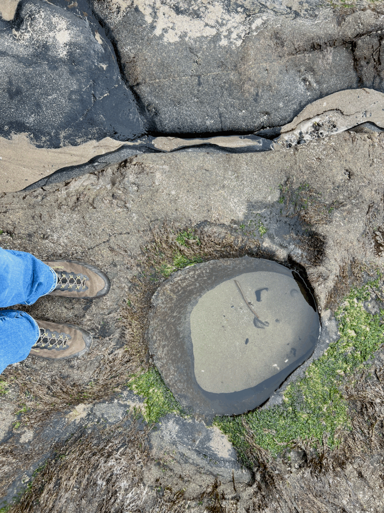 A person stands over a tide pool on the Oregon Coast. This is a favorite thing to do for visitors like this one, wearing blue jeans and hiking boots. There is green seaweed surrounding the hole of water with different textured rocks and sand.