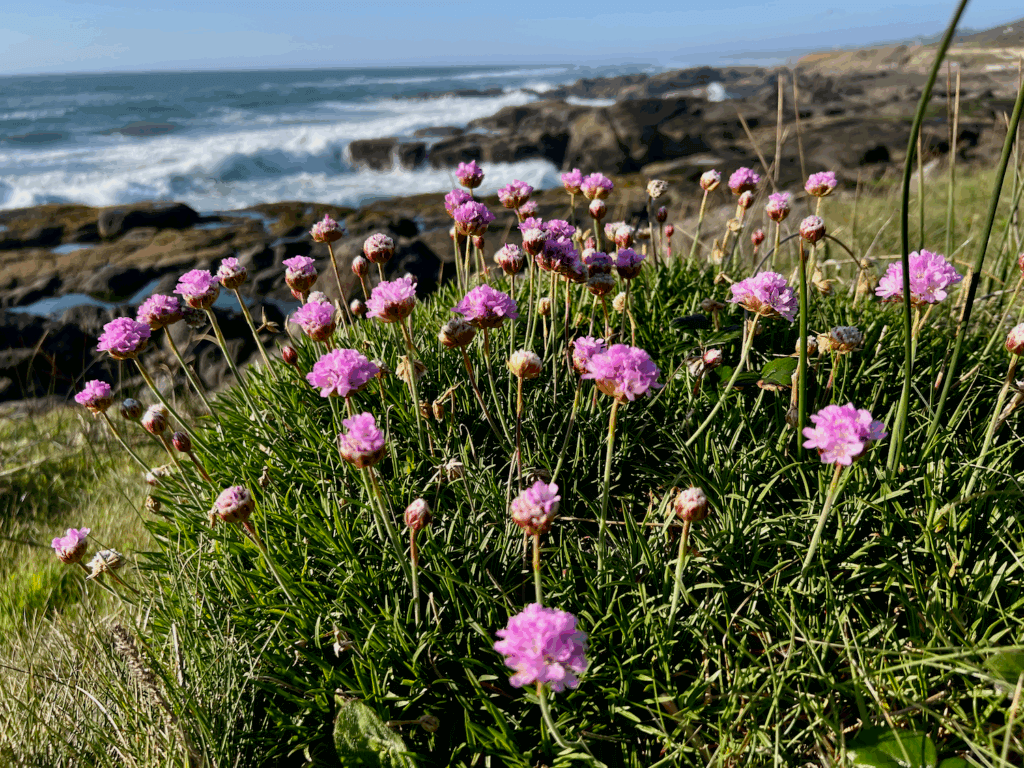 A favorite thing to do in Yachats Oregon is wander along the rocky coastline. Here we see a bunch of purple flowers with the surf crashing on the rocks in the background. The sky is blue.
