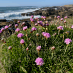 A favorite thing to do in Yachats Oregon is wander along the rocky coastline. Here we see a bunch of purple flowers with the surf crashing on the rocks in the background. The sky is blue.