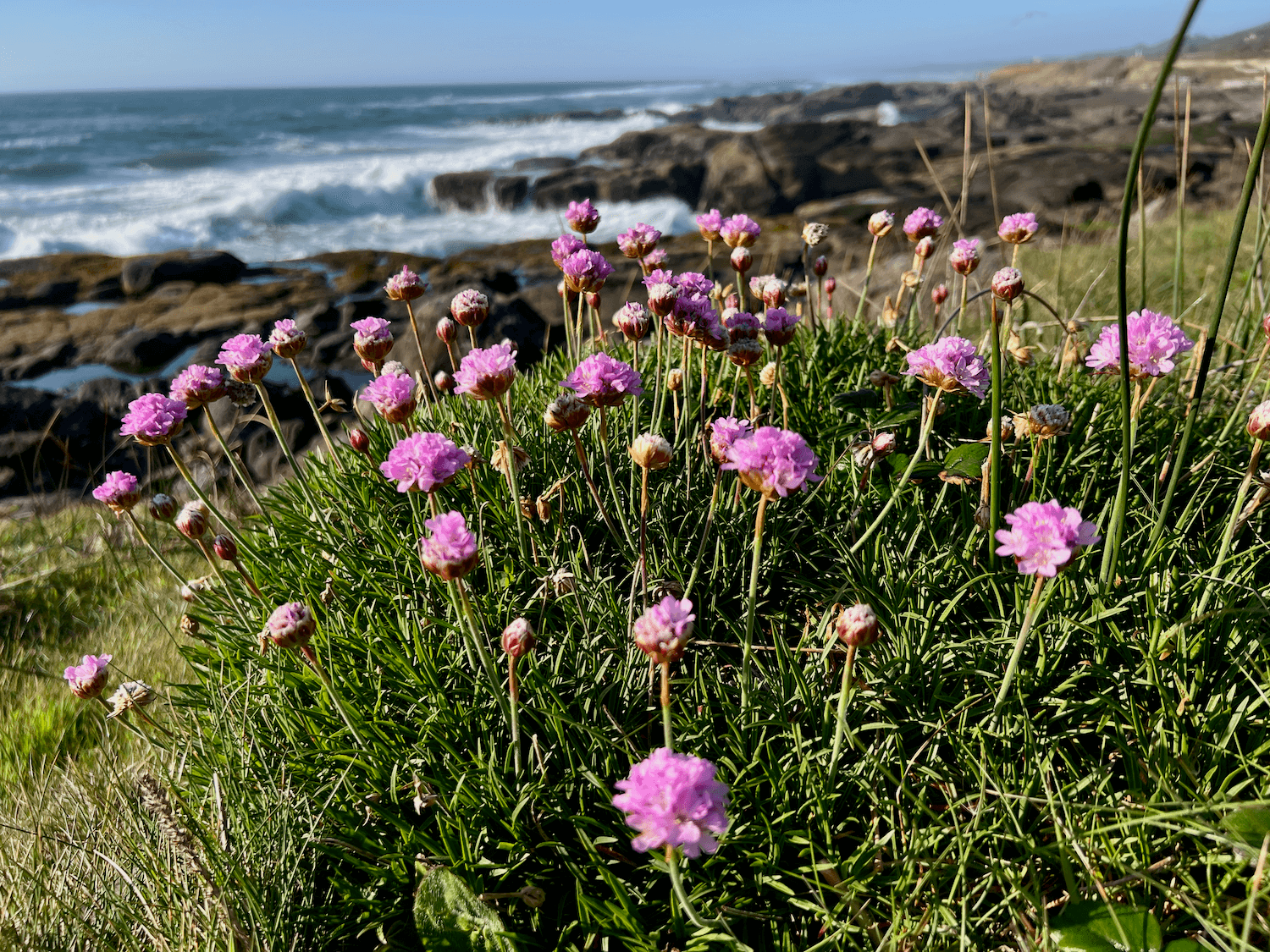 A favorite thing to do in Yachats Oregon is wander along the rocky coastline. Here we see a bunch of purple flowers with the surf crashing on the rocks in the background. The sky is blue.
