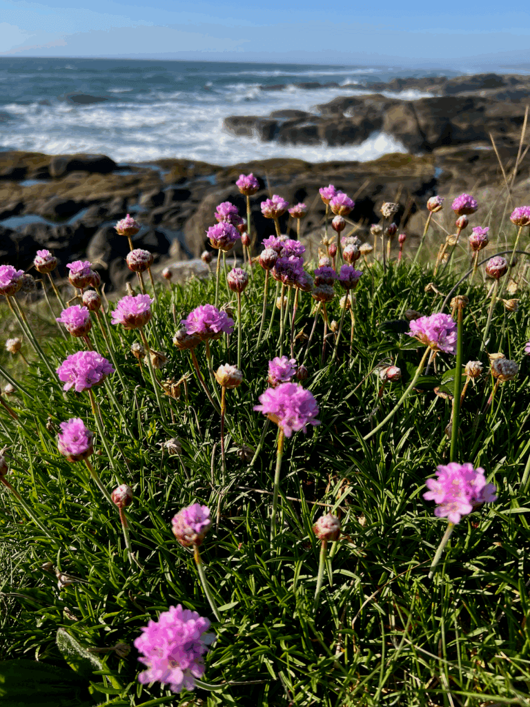 A favorite thing to do in Yachats Oregon is wander along the rocky coastline. Here we see a bunch of purple flowers with the surf crashing on the rocks in the background. The sky is blue.