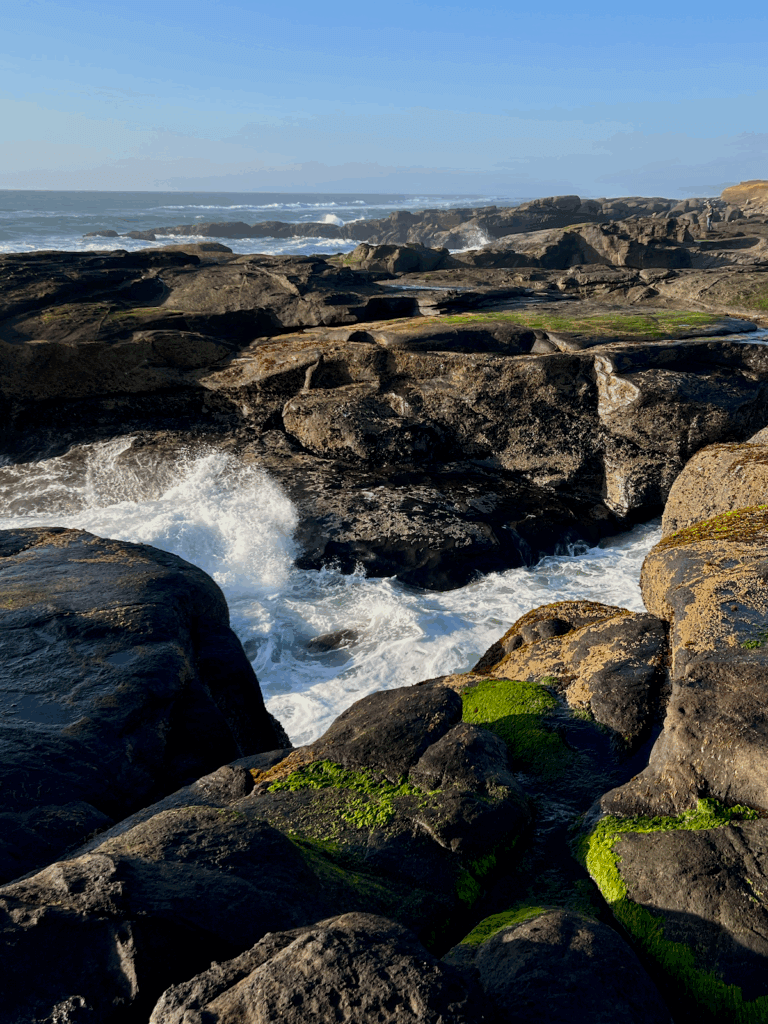 A popular thing to do in Yachats Oregon is to watch waves crash against the rocks on the coastline. Here white foamy saltwater gushes through a seaweed and barnacle laden crevice of black lava rock.