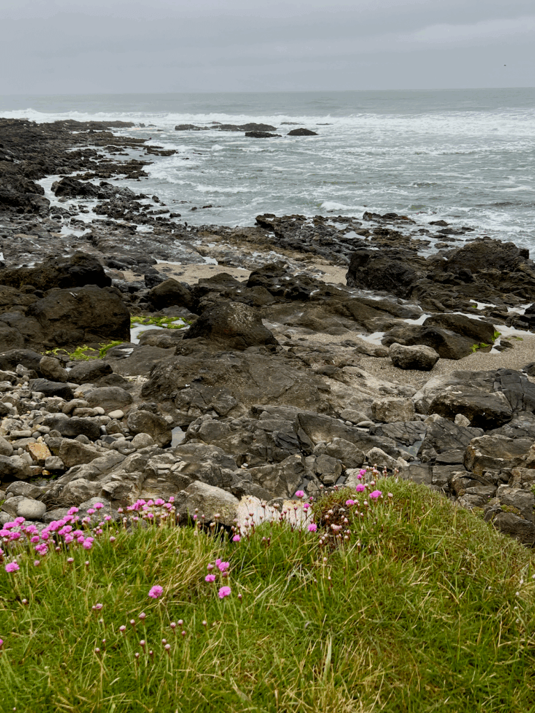 The rocky coastline of Yachats shows off clumps of purple flowers amongst vibrant green grass. In the distance gentle waves wash up against black lava rocks under a gray sky.