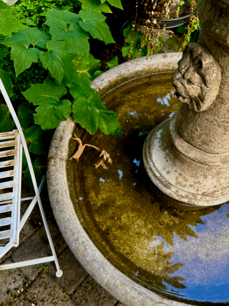 A fountain in the garden of a Seattle home shows a large green leaf protruding into a circular concrete water vessel while the canopy of trees is reflected in the water under a blue sky.