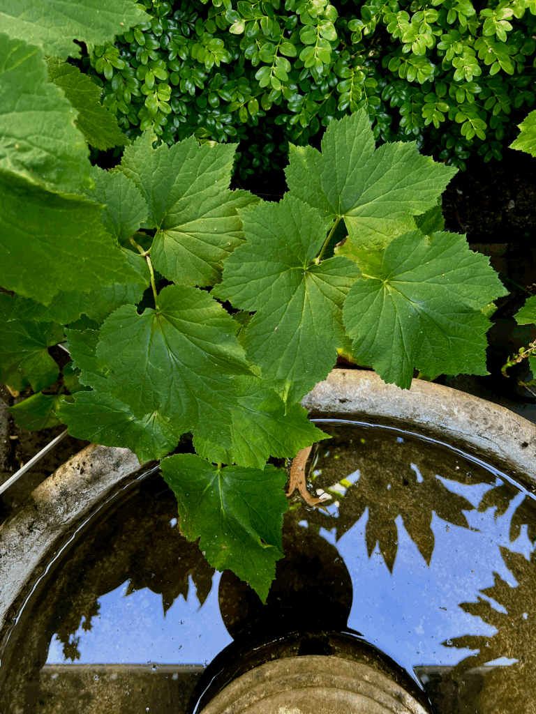 This photo is used to tell the story of Stimseed on a wild mystical adventure into the fountain of a garden during summer. The green leaves protrude into the circular concrete fountain that is full of water and reflects the canopy of trees above under blue sky.
