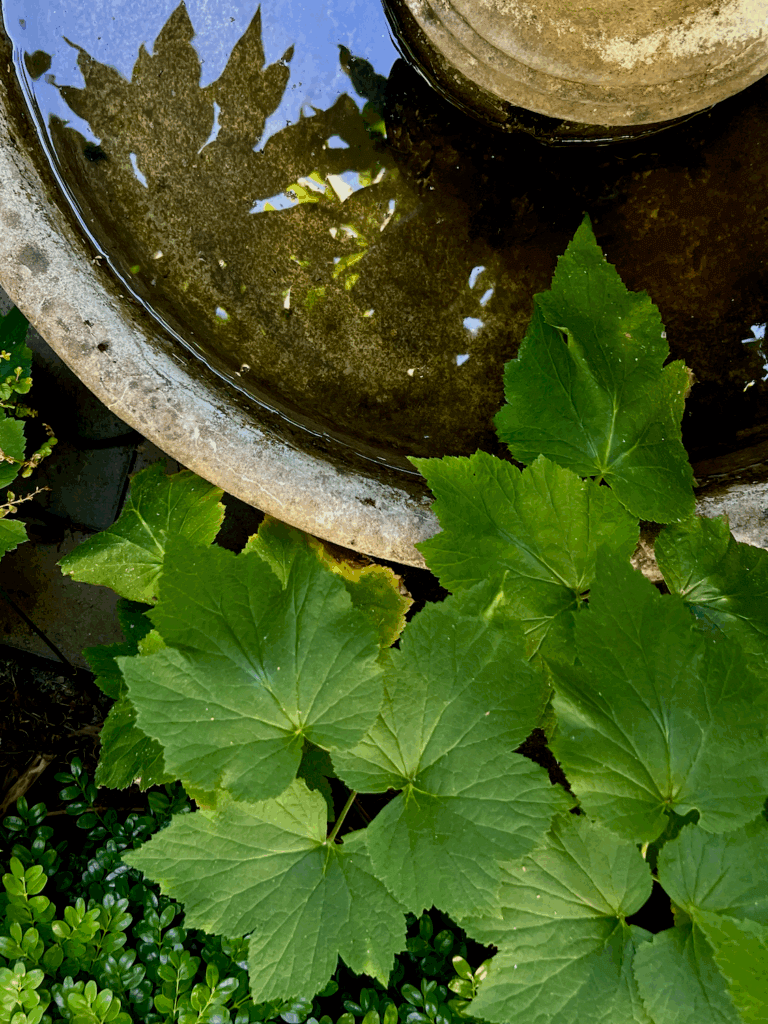 This photo is used to tell the story of Stimseed on a wild mystical adventure into the fountain of a garden during summer. The green leaves protrude into the circular concrete fountain that is full of water and reflects the canopy of trees above under blue sky.