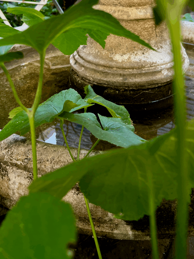 This photo is used to tell the story of Stimseed on a wild mystical adventure into the fountain of a garden during summer. The green leaves protrude into the circular concrete fountain that is full of water.