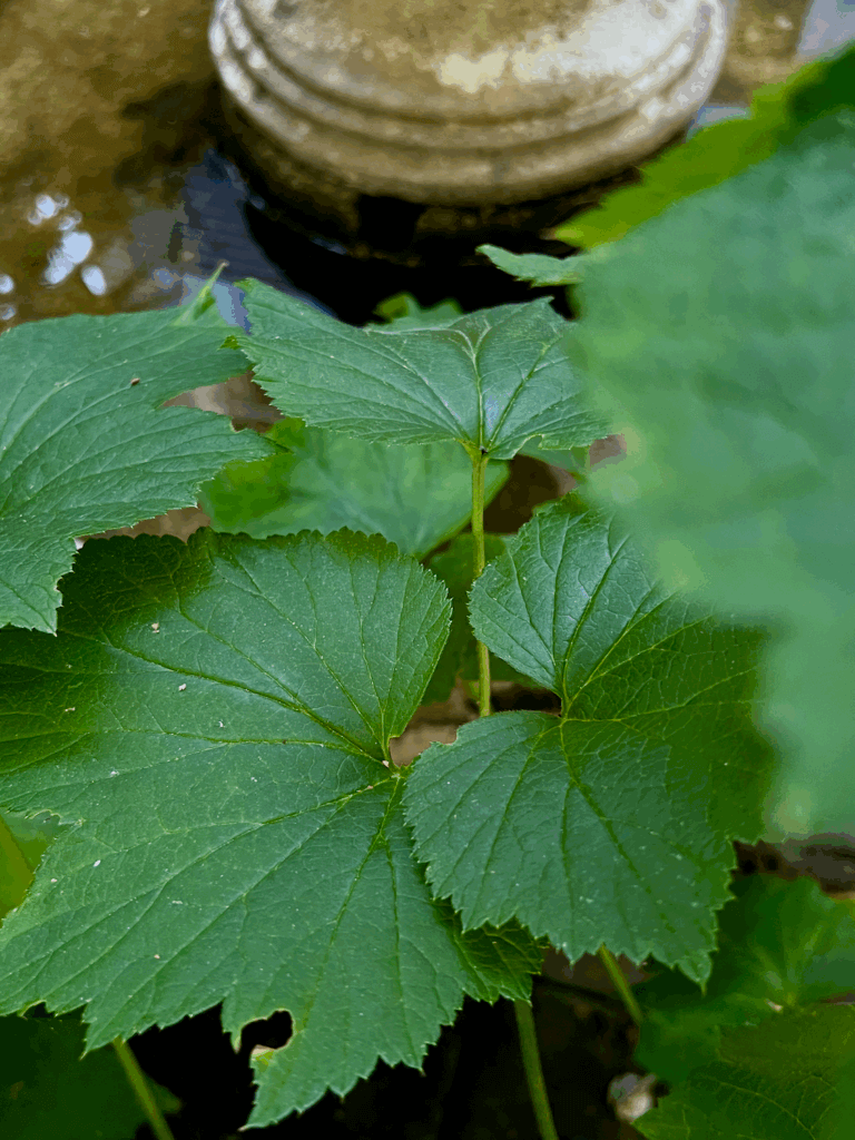 This photo is used to tell the story of Stimseed on a wild mystical adventure into the fountain of a garden during summer. The green leaves protrude into the circular concrete fountain that is full of water.
