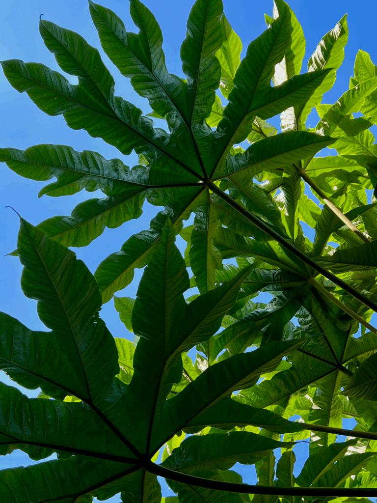 Broad leaves of a tetrapanax fold up to the blue sky in a garden in Seattle Washington