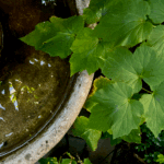 This photo is used to tell the story of Stimseed on a wild mystical adventure into the fountain of a garden during summer. The green leaves protrude into the circular concrete fountain that is full of water and reflects the canopy of trees above under blue sky.