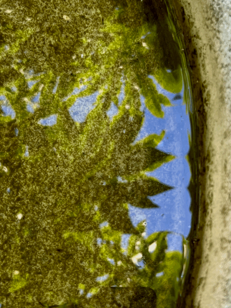 A circular fountain is full of clear water that reflects the trees and blue sky above.