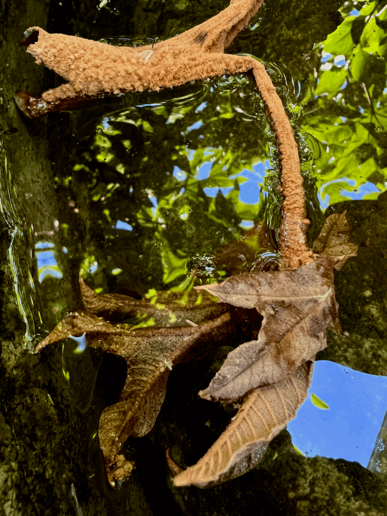 A brown shriveled leaf floats in a fountain full of water that reflects the canopy of the garden under blue sky above.