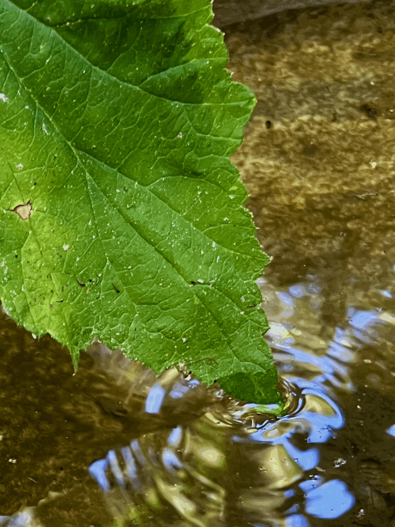 A green leaf gently touches the water of a fountain, creating waves that move and reflect the blue sky above.
