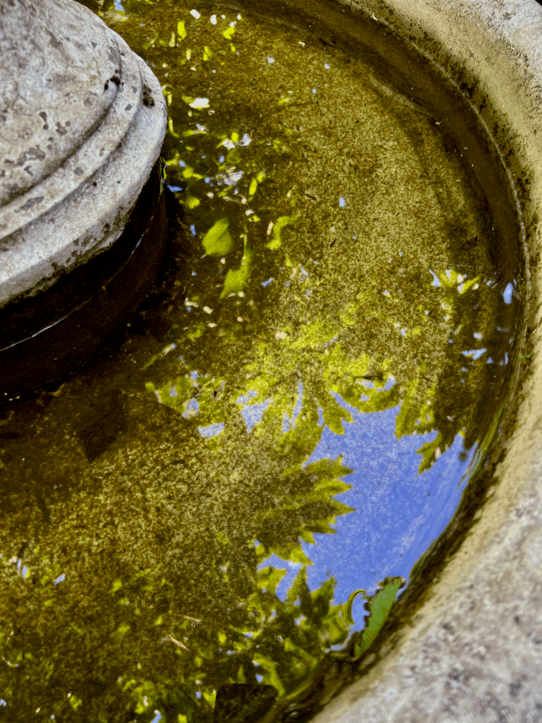 A circular fountain is full of clear water that reflects the trees and blue sky above.