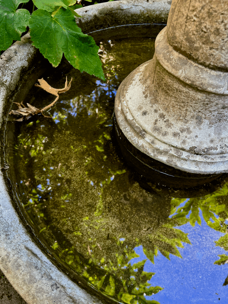 A fountain in the garden of a Seattle home shows a large green leaf protruding into a circular concrete water vessel while the canopy of trees is reflected in the water under a blue sky.