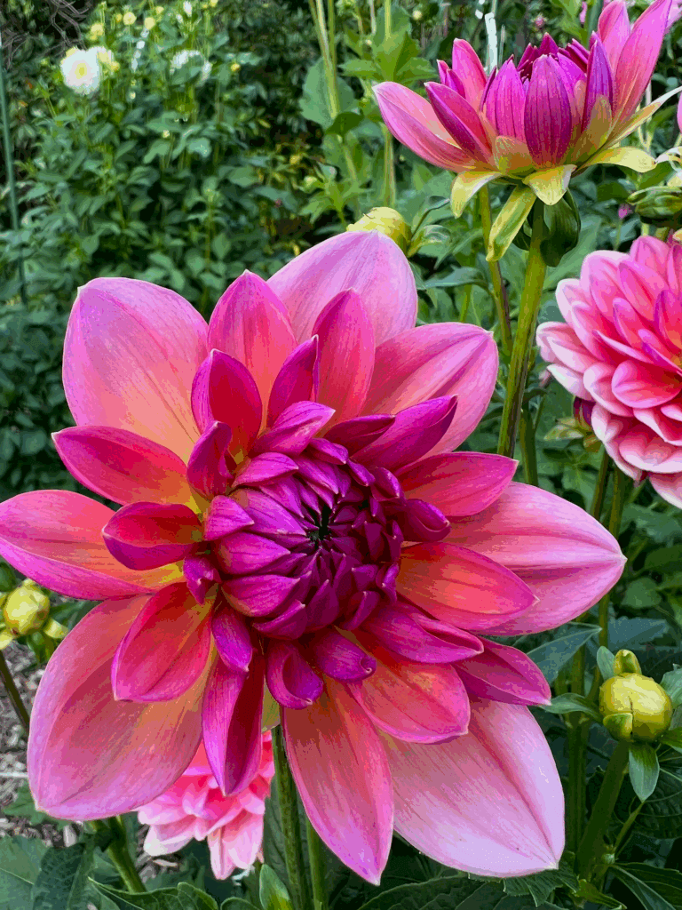 A bright Dahlia flower blooms with green foliage in the background. Its colors are light pink to dark purple, with elegant fragile petals.