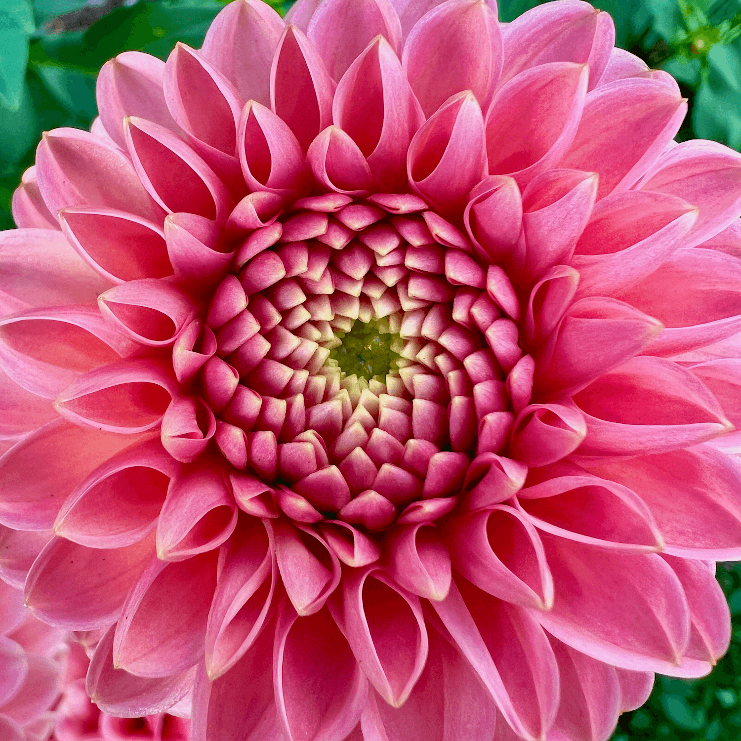 A bright Dahlia flower blooms with green foliage in the background. Its colors are light pink to chartreuse in the center, with elegant, fragile petals.
