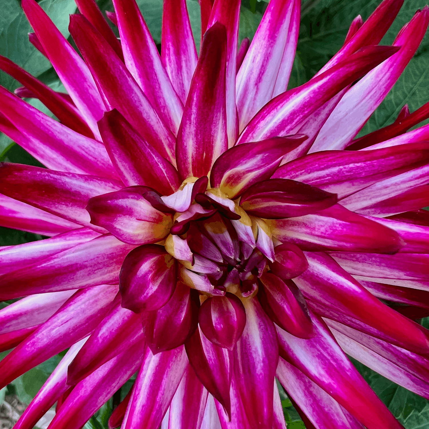 A bright Dahlia flower blooms with green foliage in the background. Its colors are vivid streaks of red and purple and light pink to dark purple, with elegant, strong petals.