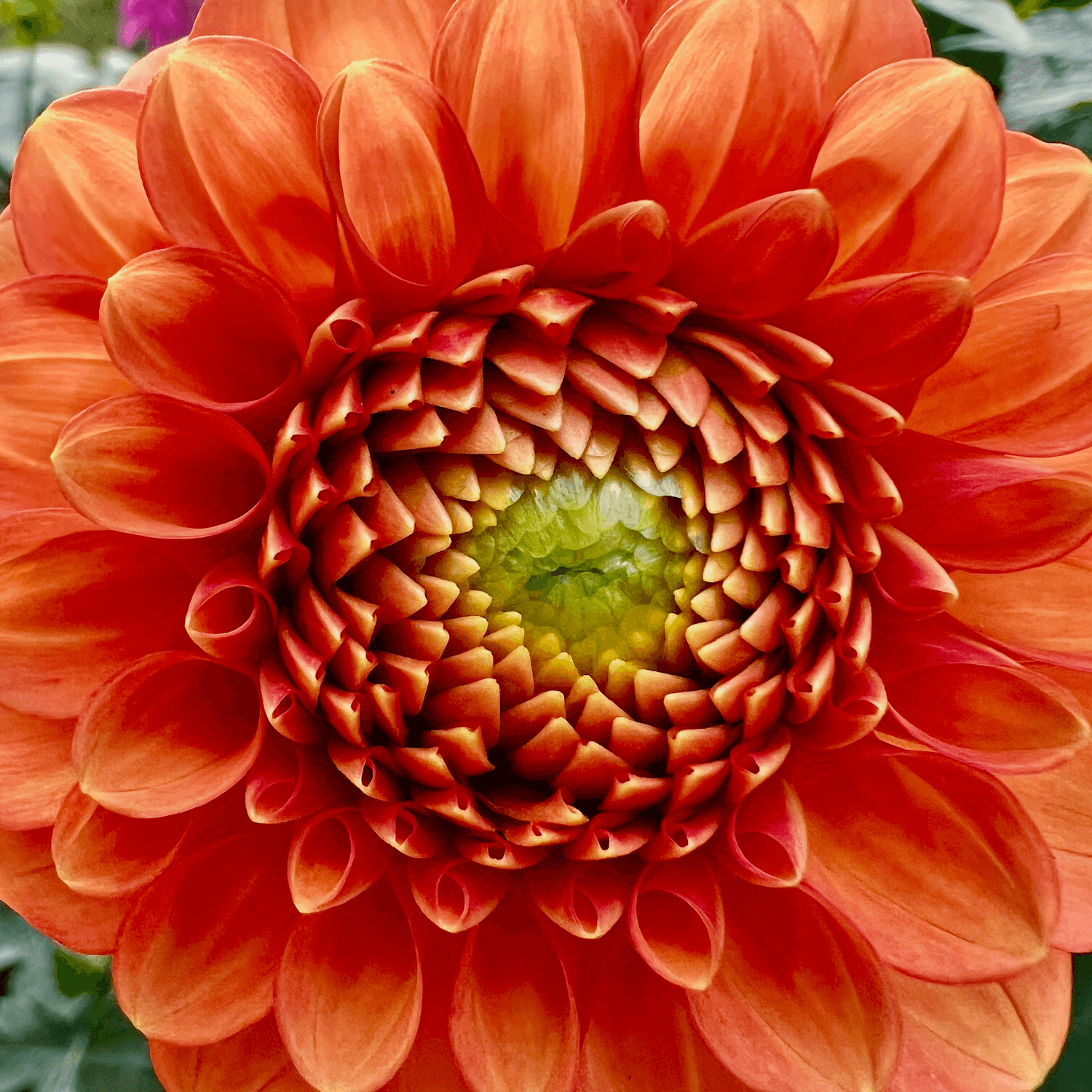 A bright Dahlia flower blooms with green foliage in the background. Its colors are vivid oranges leading to chartreuse in the very center, with elegant, strong petals.