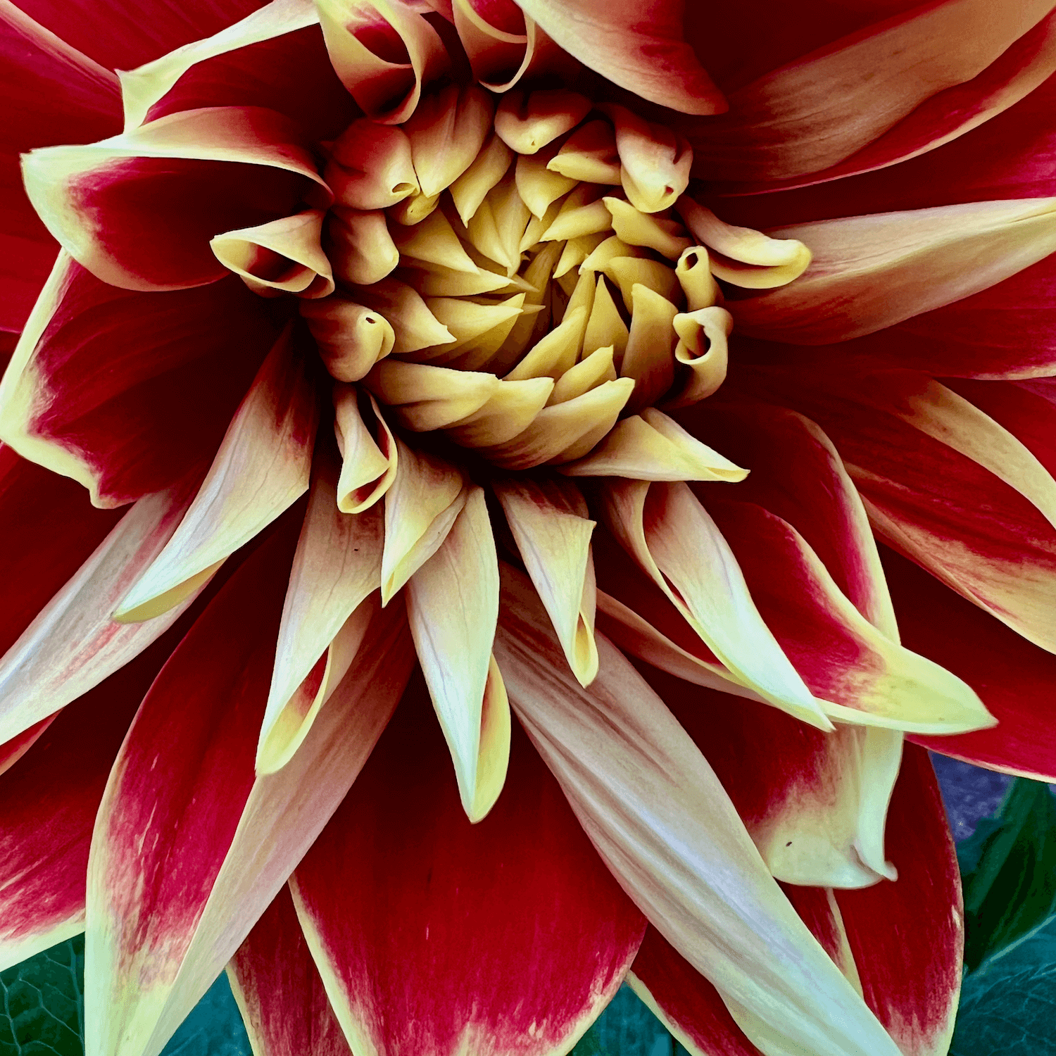 A bright Dahlia flower blooms with green foliage in the background. Its colors are vivid streaks of yellow and red with elegant, strong petals.