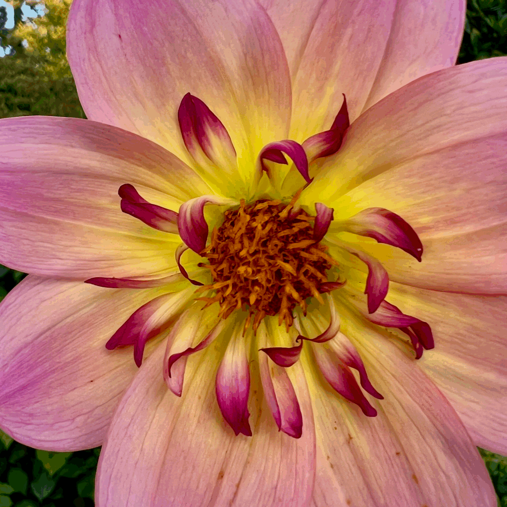 A bright Dahlia flower blooms with green foliage in the background. Its colors are change from pink on the edges of the petals to yellow closer to the center with orange pollen in the very center. The petals are elegant.