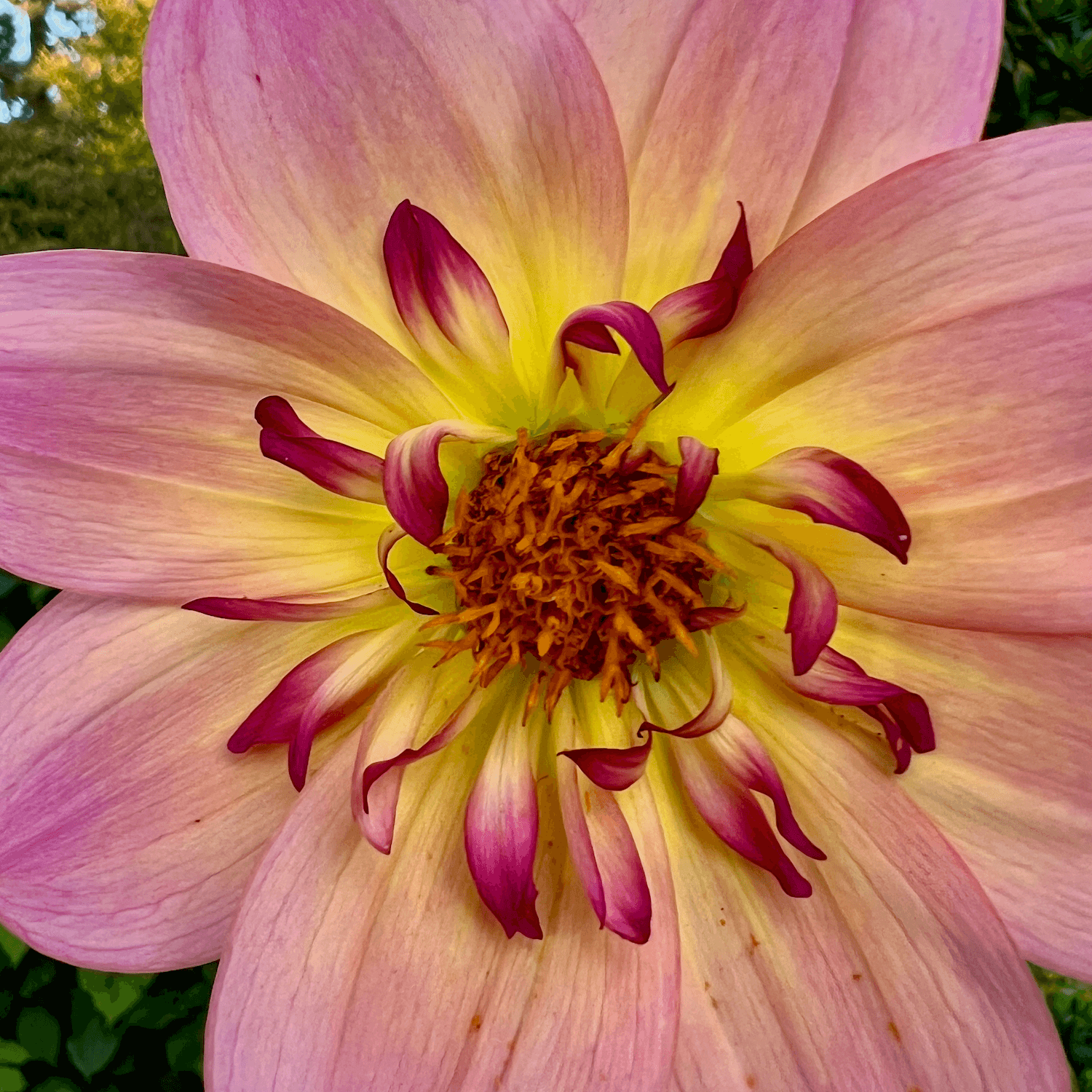 A bright Dahlia flower blooms with green foliage in the background. Its colors are change from pink on the edges of the petals to yellow closer to the center with orange pollen in the very center. The petals are elegant.