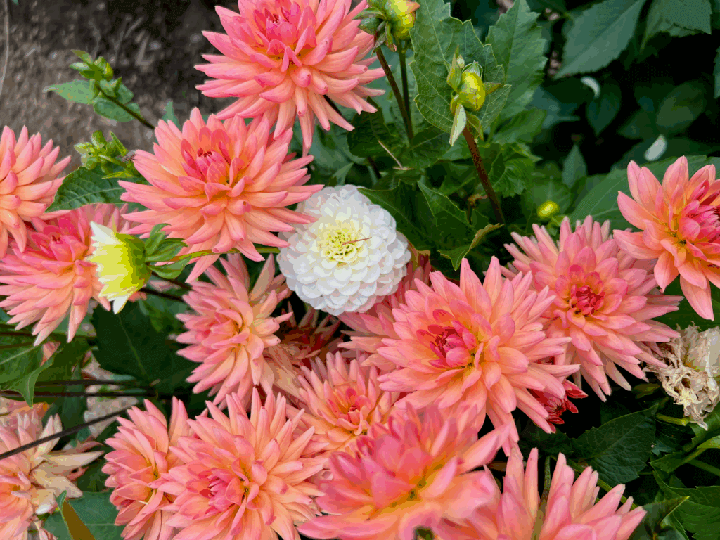 A collection of Dahlias bloom in a summer garden. The flowers are a variety of peach and pink with one white Dahlia in the very middle. The flowers are surrounded by green foliage.