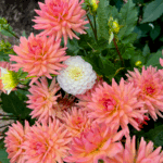 A collection of Dahlias bloom in a summer garden. The flowers are a variety of peach and pink with one white Dahlia in the very middle. The flowers are surrounded by green foliage.